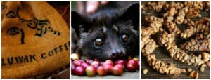 Why we will never sell Kopi Luwak coffee at Quest