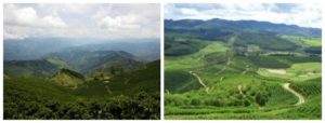 How does Altitude affect the flavour of your coffee?