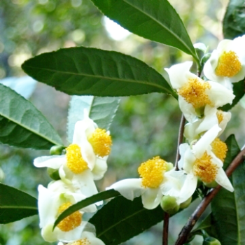 tea-camellia-sinensis