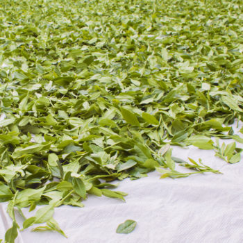 tea-leaves-drying