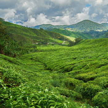 tea-plantation