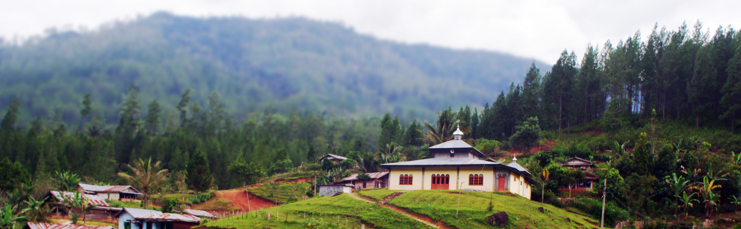 gayo sumatra